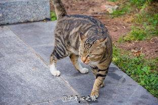 娱乐吃瓜猫咪,揭秘猫咪吃瓜背后的趣味世界